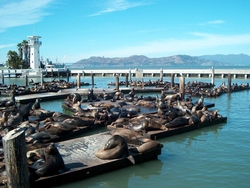 San Francisco : Pier 39 : Les Otaries
