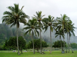 Oahu : Cocotiers