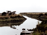 Marais